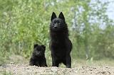 SCHIPPERKE 520